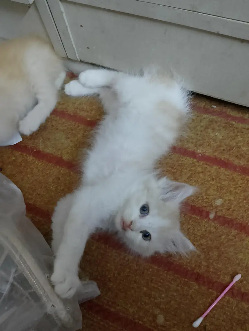 Persian kittens for sale — photo 5