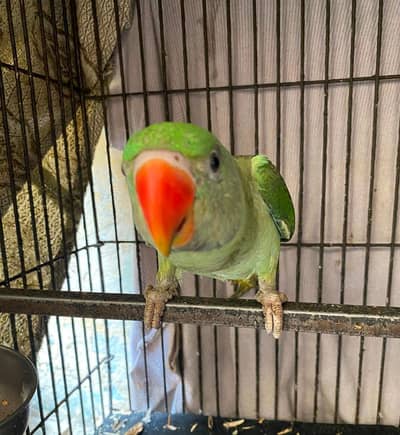 RAW PARROT