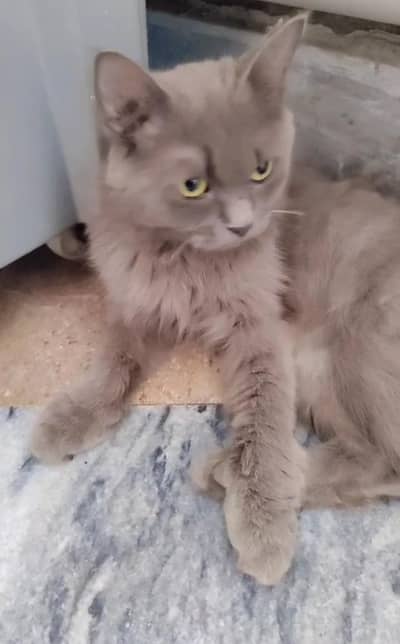 Persian female cat