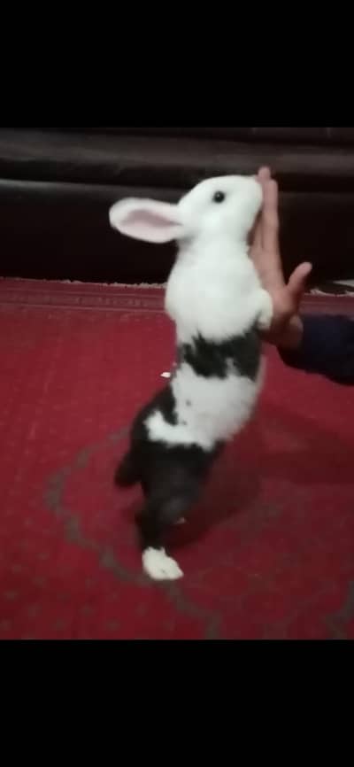 litter trained rabbit for urgent sale