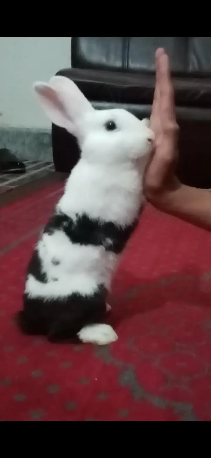litter trained rabbit for urgent sale — photo 2