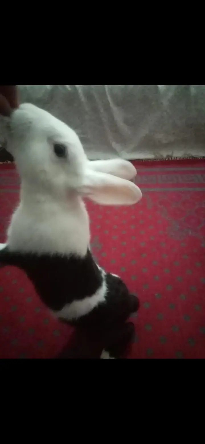 litter trained rabbit for urgent sale — photo 3