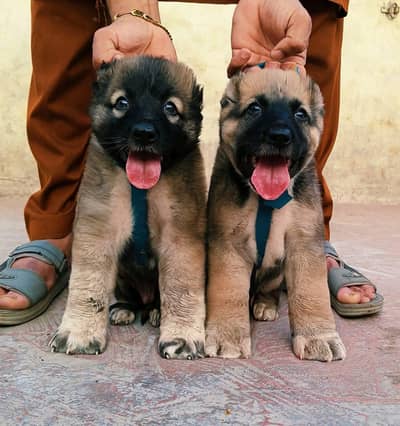 Kurdish kangal dog full security guard Mel and female all Pakistan