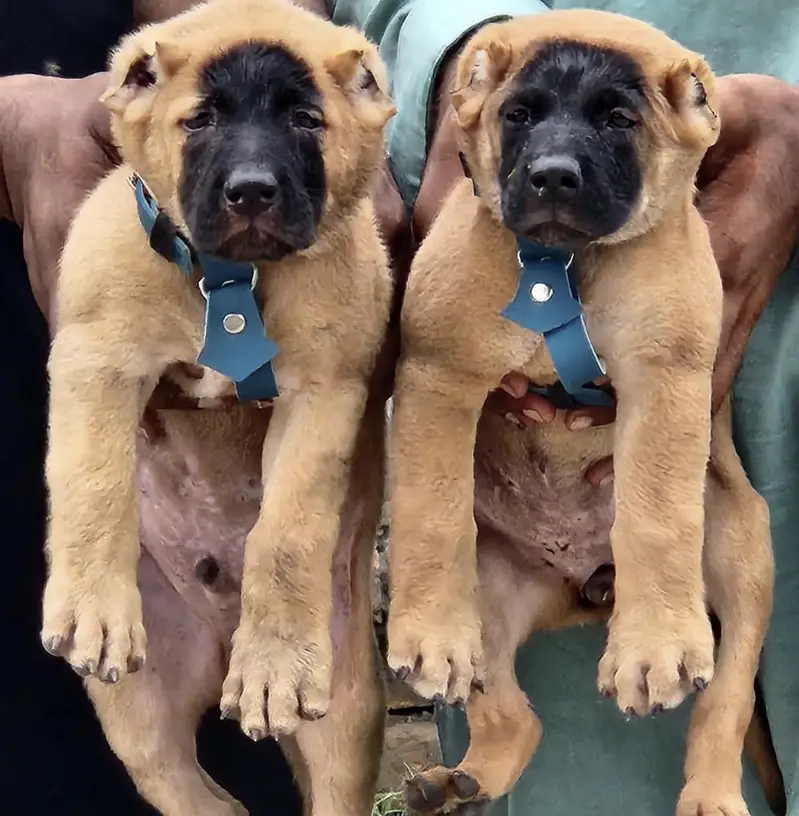 Kurdish kangal dog full security guard Mel and female all Pakistan — photo 2