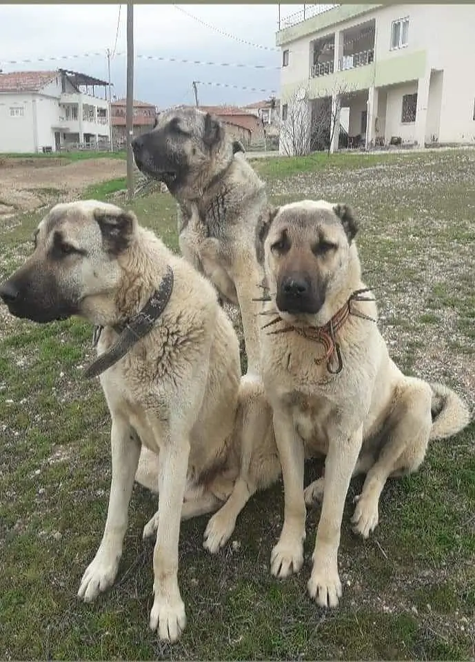 Kurdish kangal dog full security guard Mel and female all Pakistan — photo 3