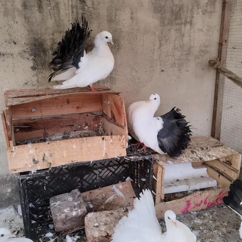 Black tail breader pair and hens