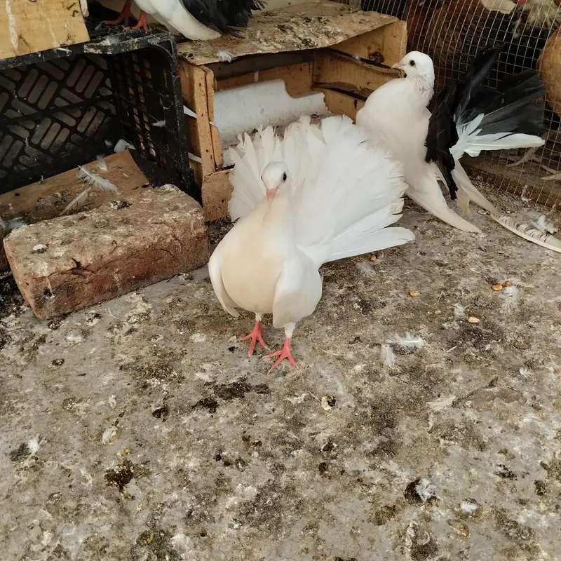 Black tail breader pair and hens — photo 2