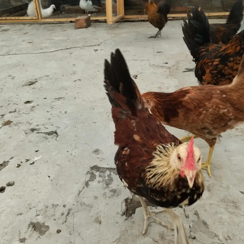 Black tail breader pair and hens — photo 3