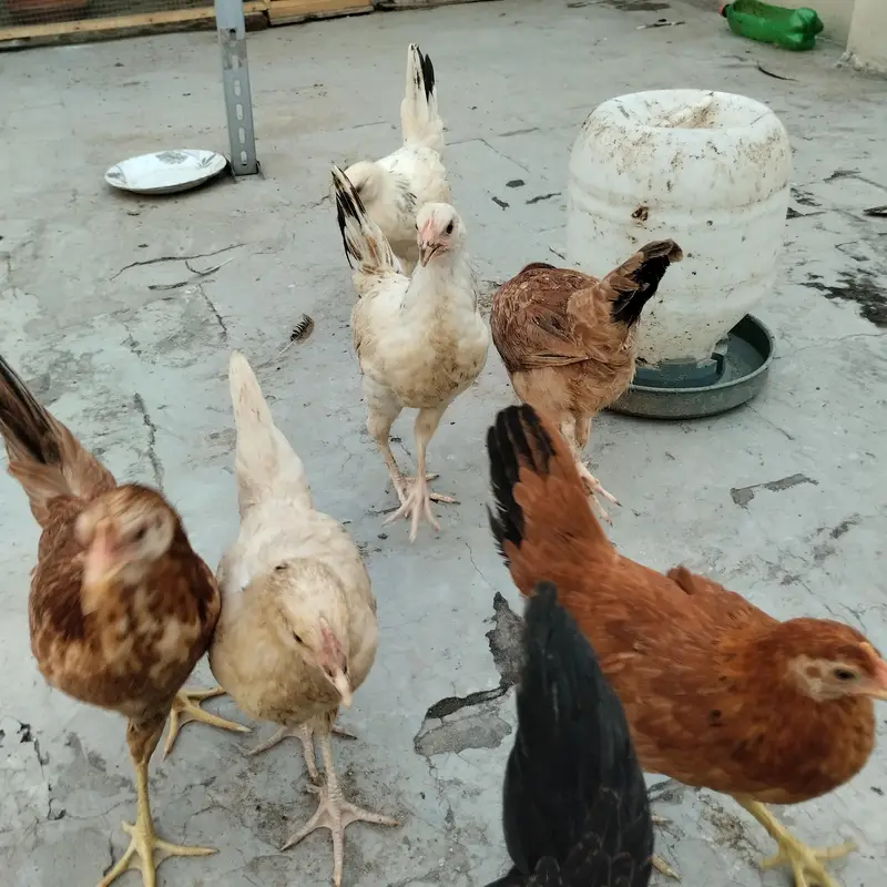 Black tail breader pair and hens — photo 4