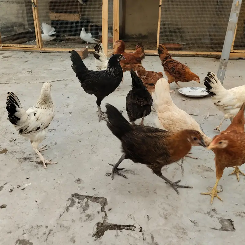 Black tail breader pair and hens — photo 5