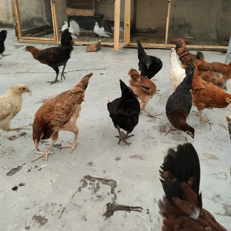 Black tail breader pair and hens — photo 6