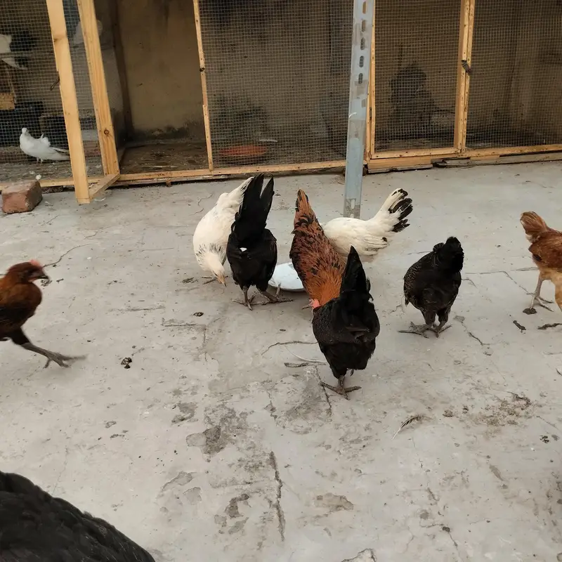 Black tail breader pair and hens — photo 7