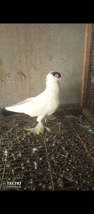 fancy pigeon