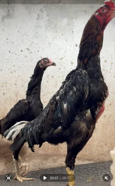 OShamo / Black Japanese OShamo / high quality/white shamo chicks/aseel