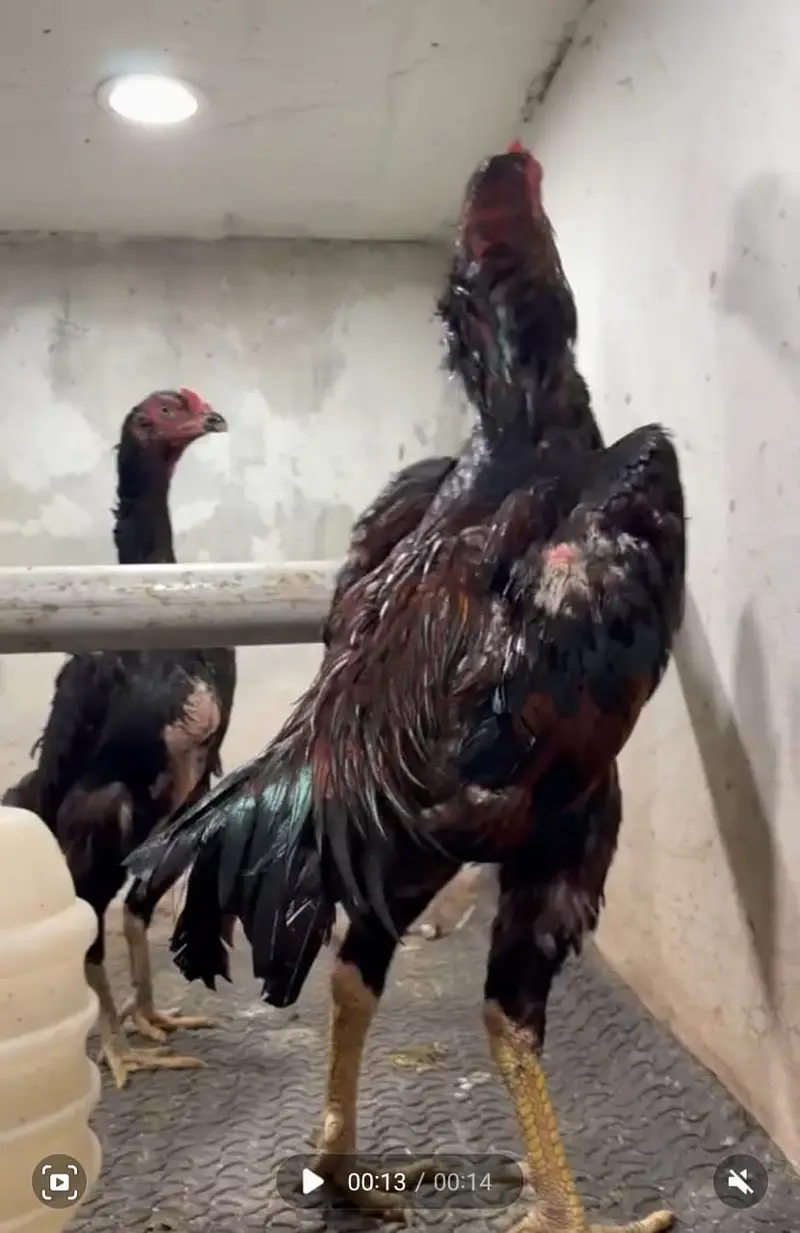 OShamo / Black Japanese OShamo / high quality/white shamo chicks/aseel — photo 7