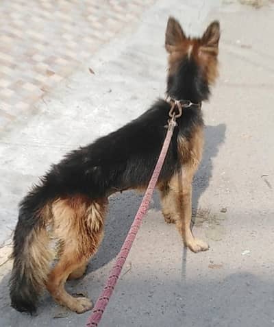 german 7 months male add parh kr rabta karay