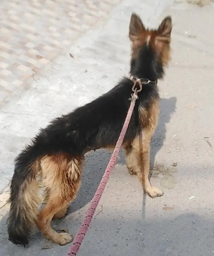 german 7 months male add parh kr rabta karay