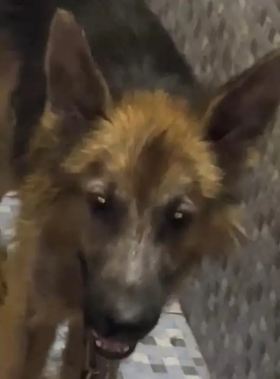 german 7 months male add parh kr rabta karay — photo 2