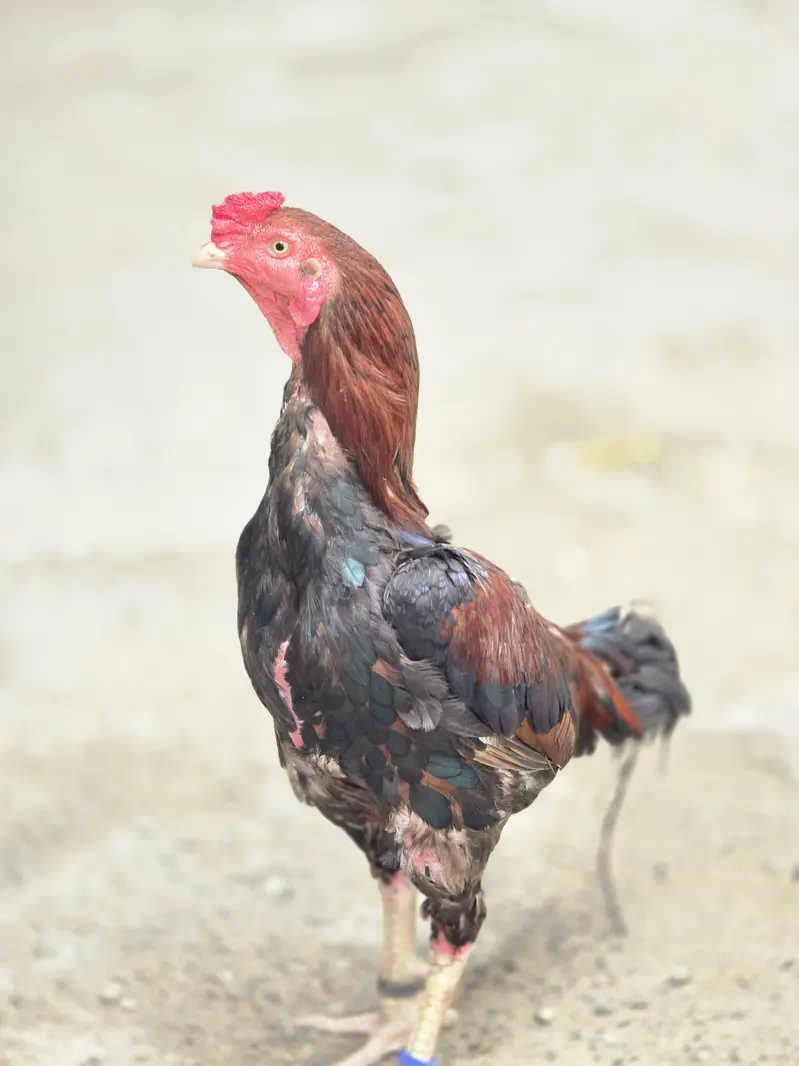 aseel lakka میاں والی — photo 3