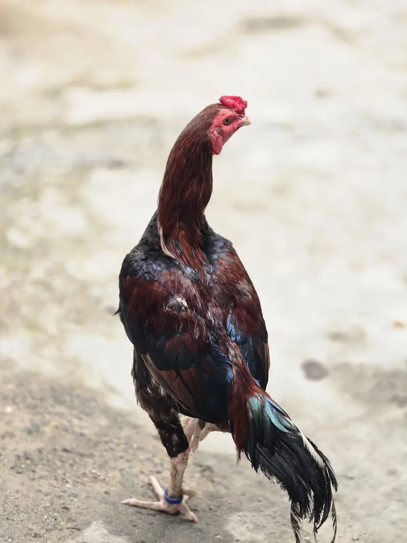 aseel lakka میاں والی — photo 5