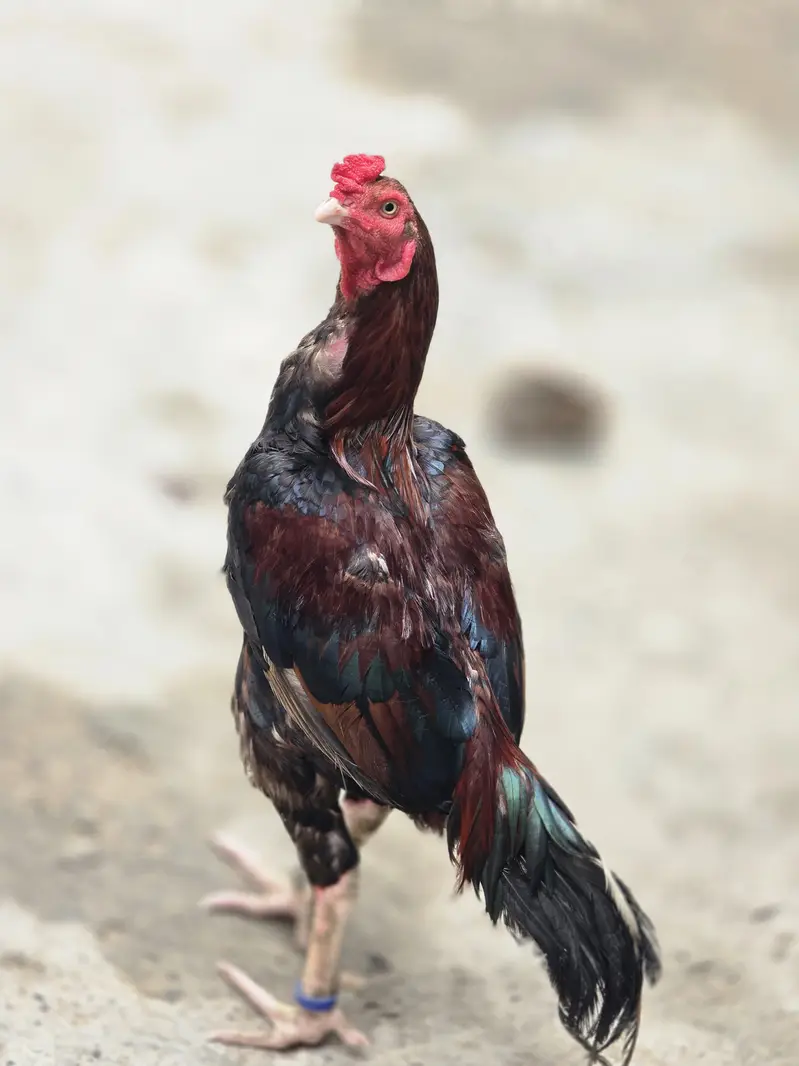aseel lakka میاں والی — photo 6