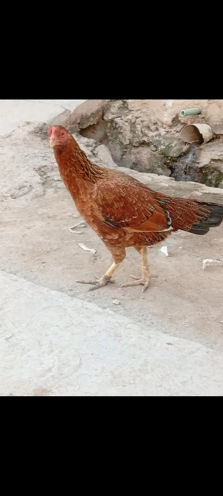 kuruk murgi available — photo 2