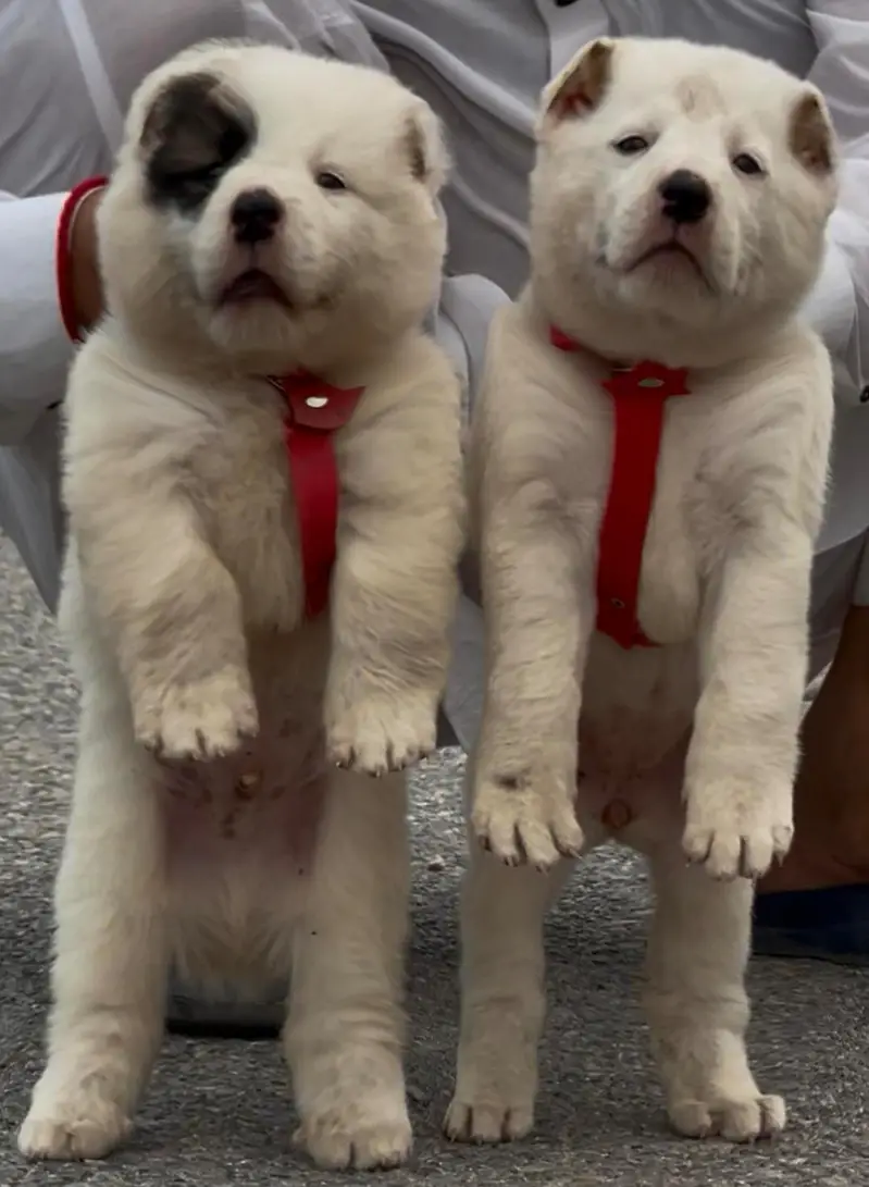 King all boy security guard dog all Pakistan delivery WhatsApp contact