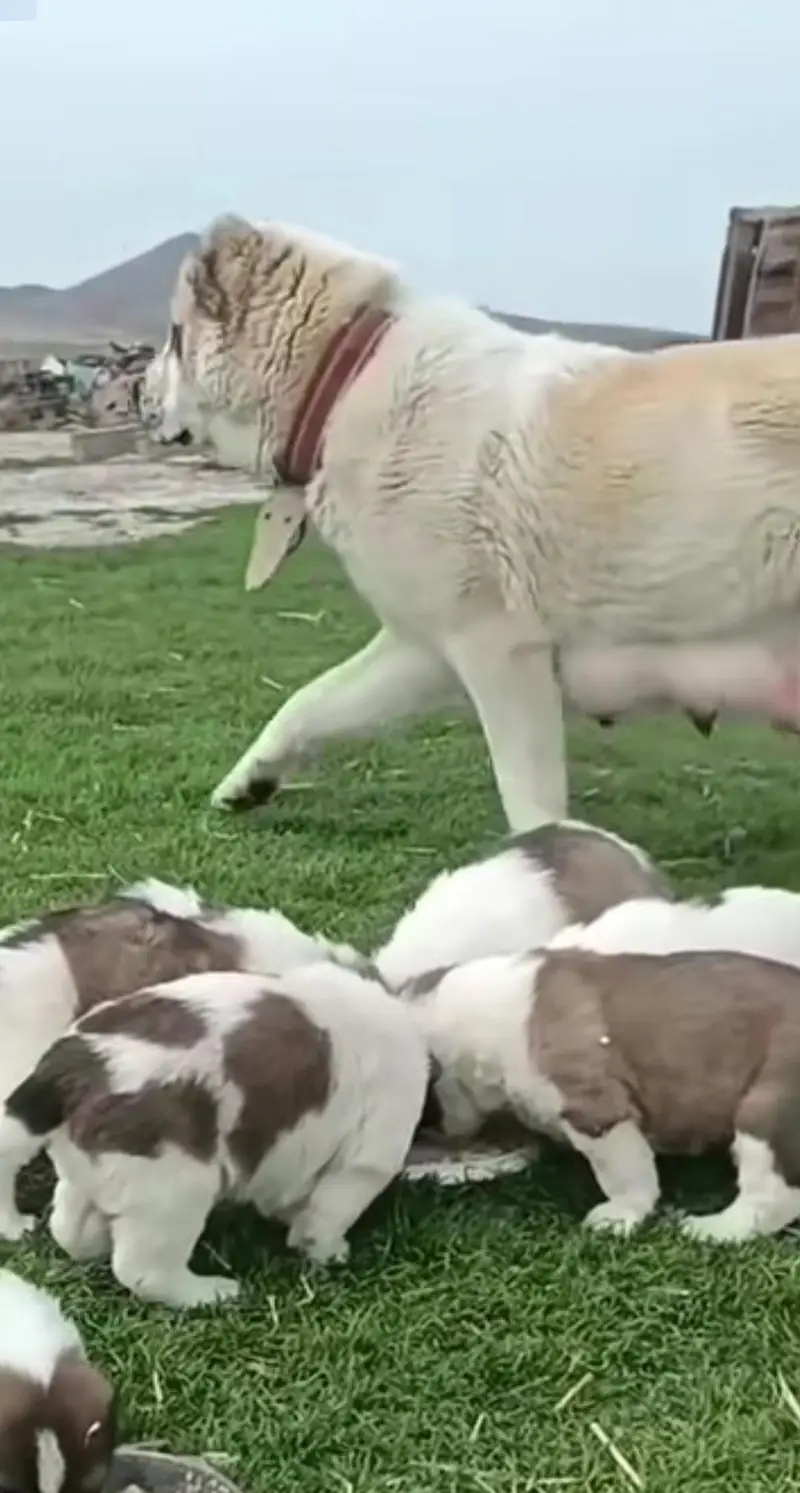 King all boy security guard dog all Pakistan delivery WhatsApp contact — photo 2
