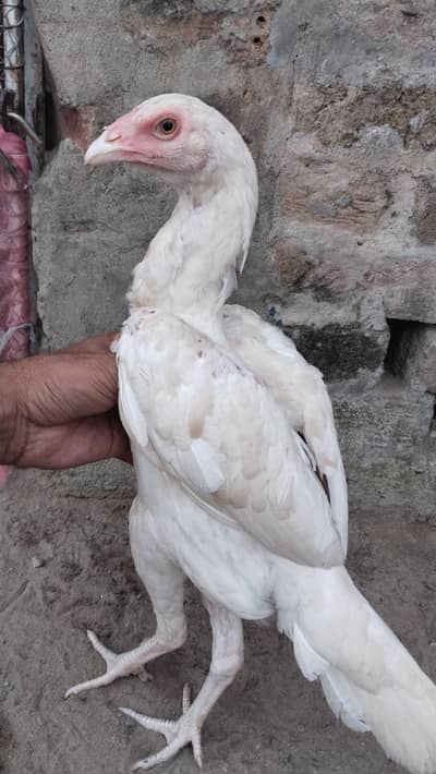 pepar white