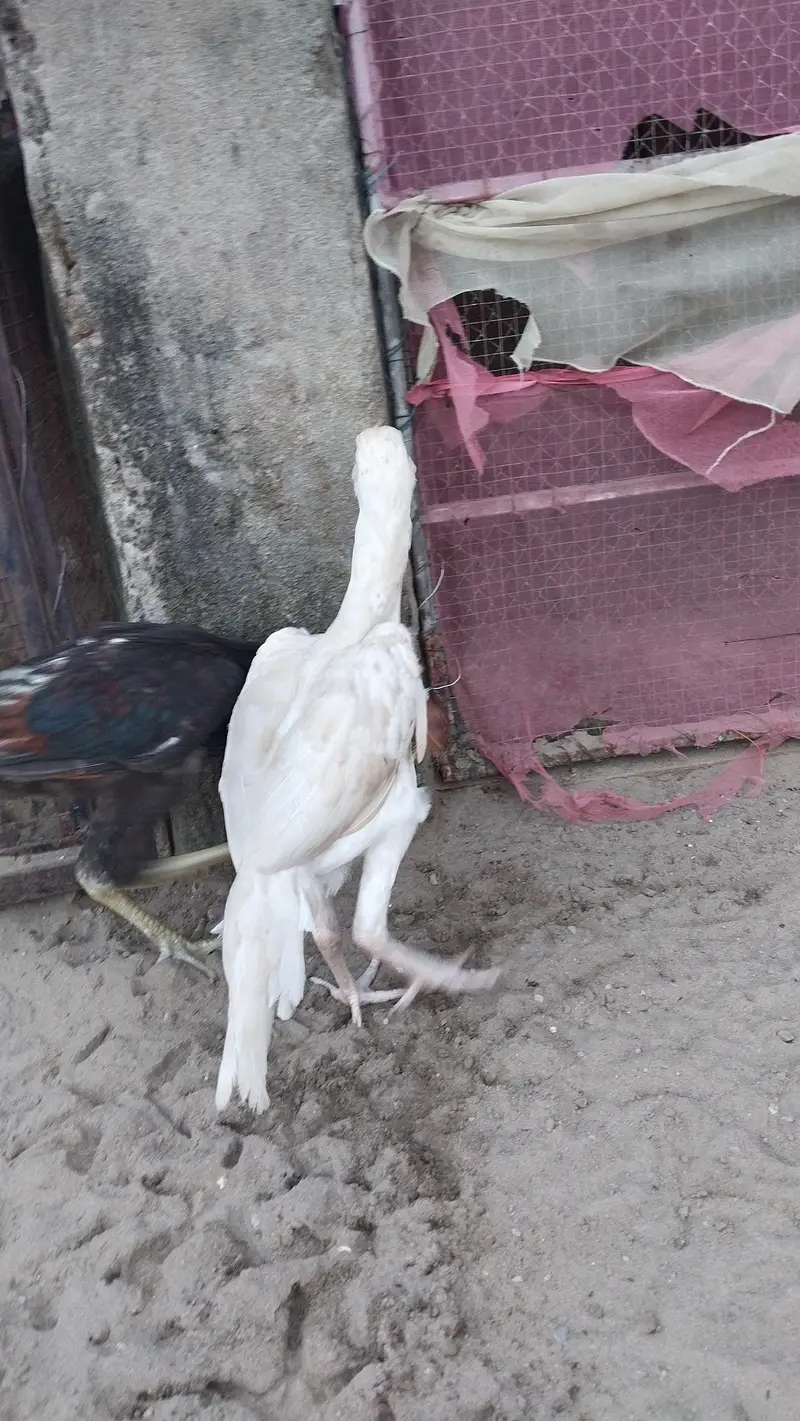 pepar white — photo 2