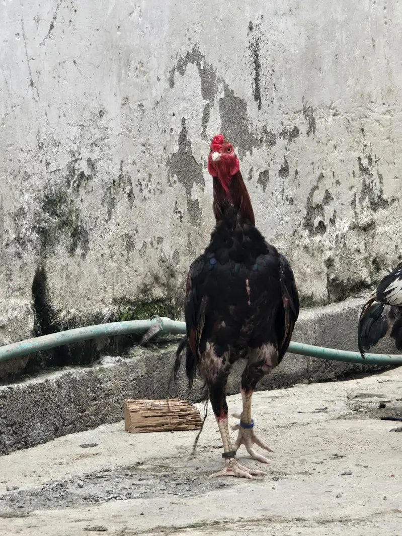 aseel mianwali lakka male — photo 2