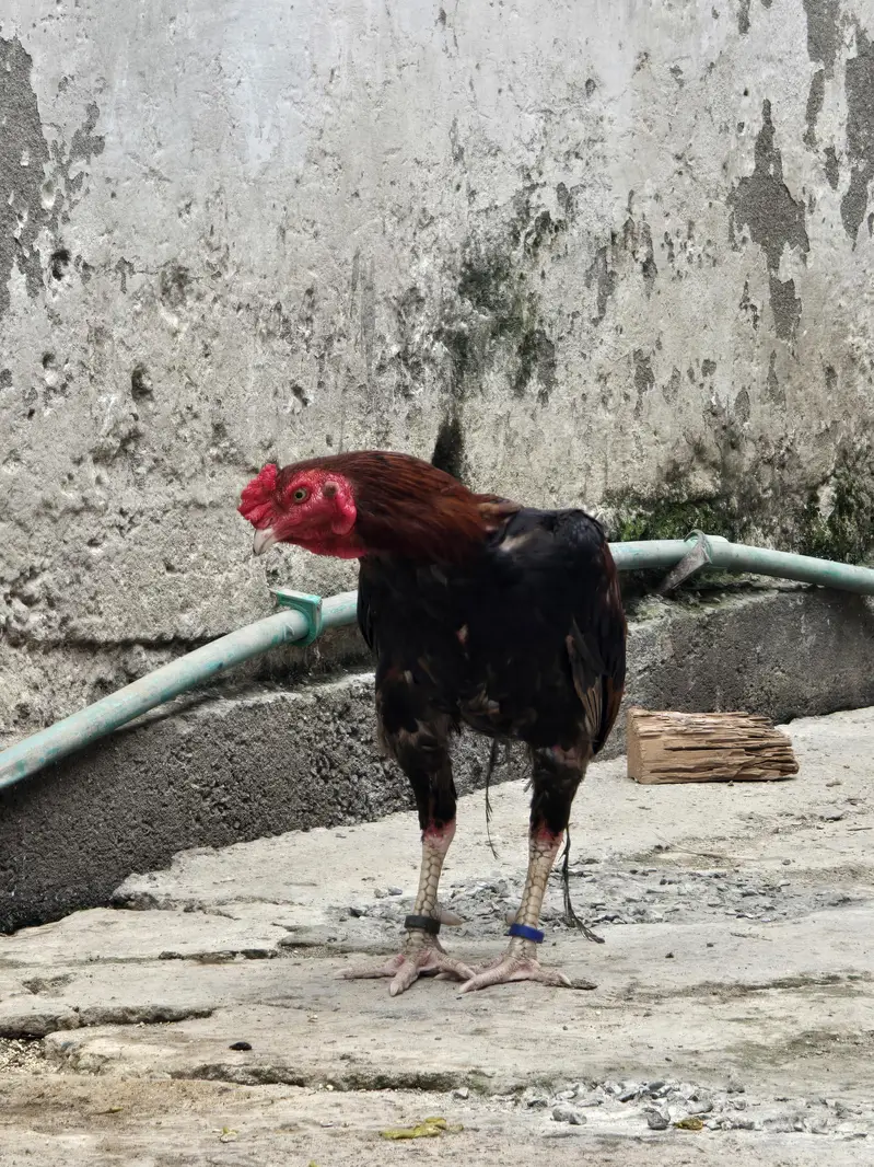 aseel mianwali lakka male — photo 3