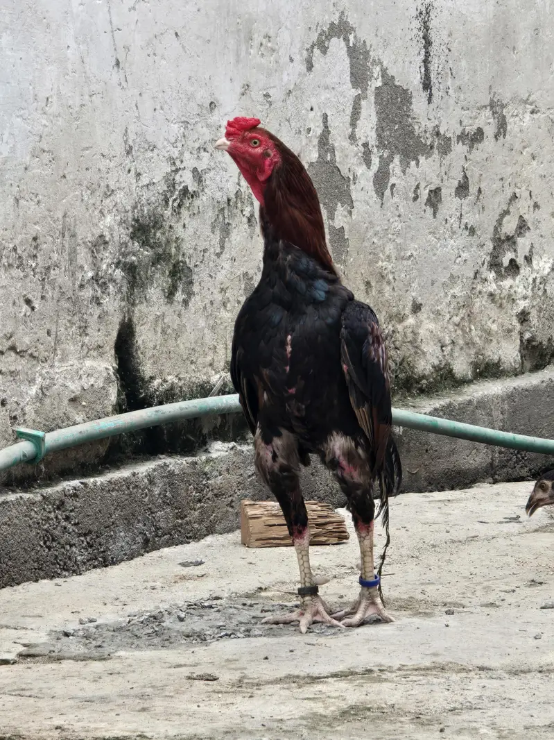 aseel mianwali lakka male — photo 4