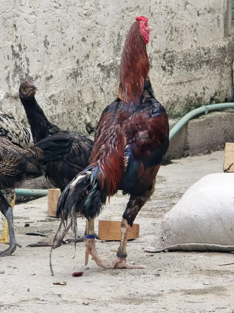 aseel mianwali lakka male — photo 5