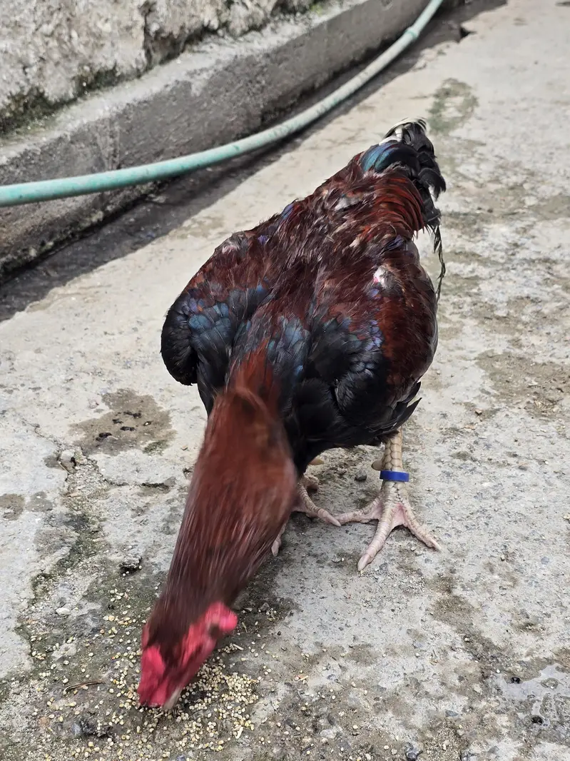 aseel mianwali lakka male — photo 6
