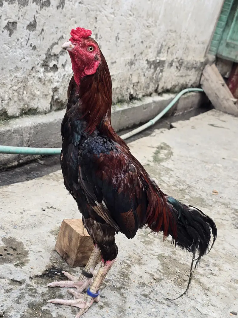 aseel mianwali lakka male — photo 7