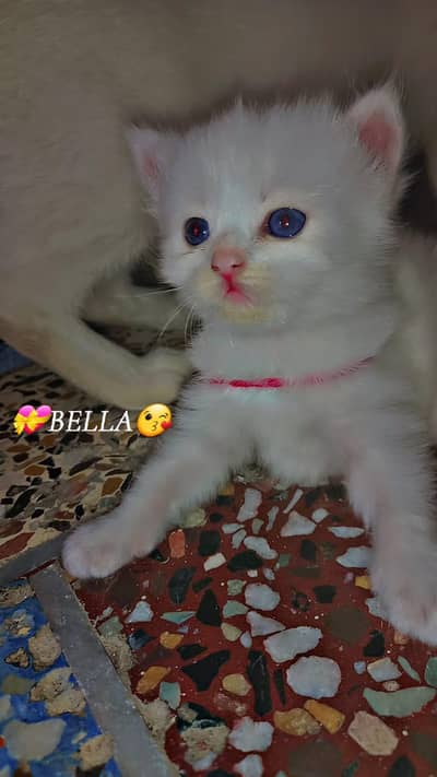 Cat Fir Sale
