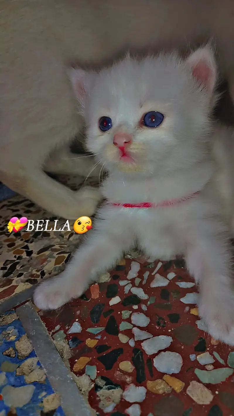 Cat Fir Sale