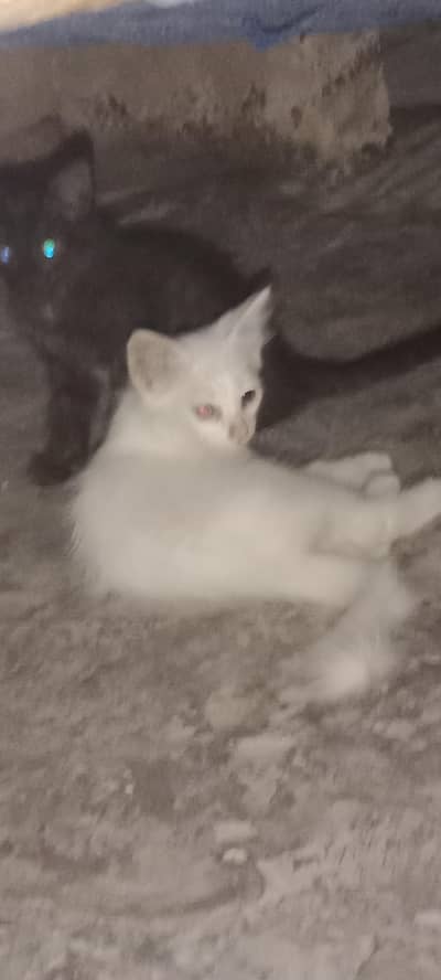 persian kittan