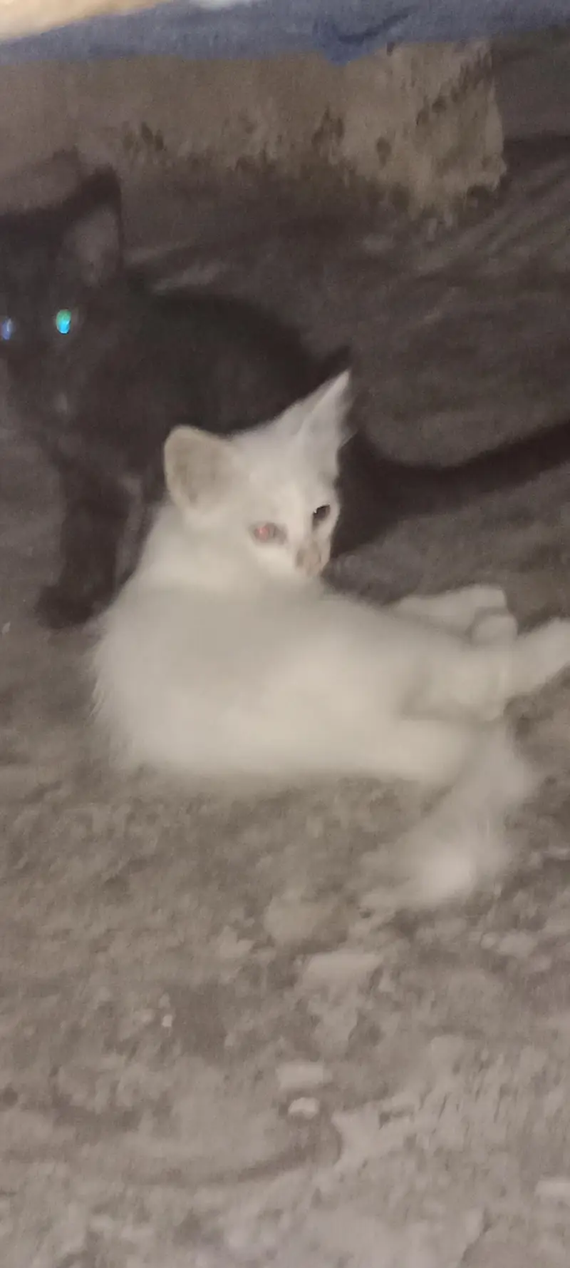 persian kittan