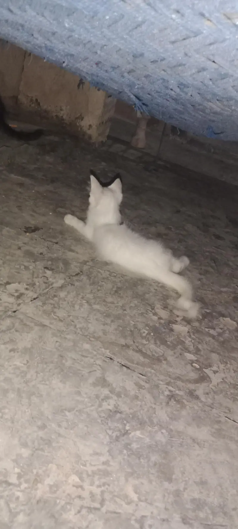 persian kittan — photo 2