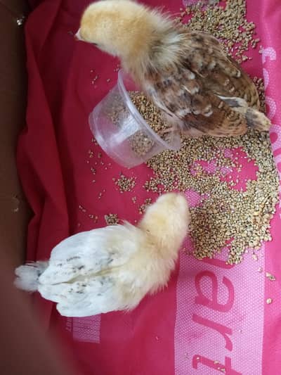 1 pair of golden misri chicks
