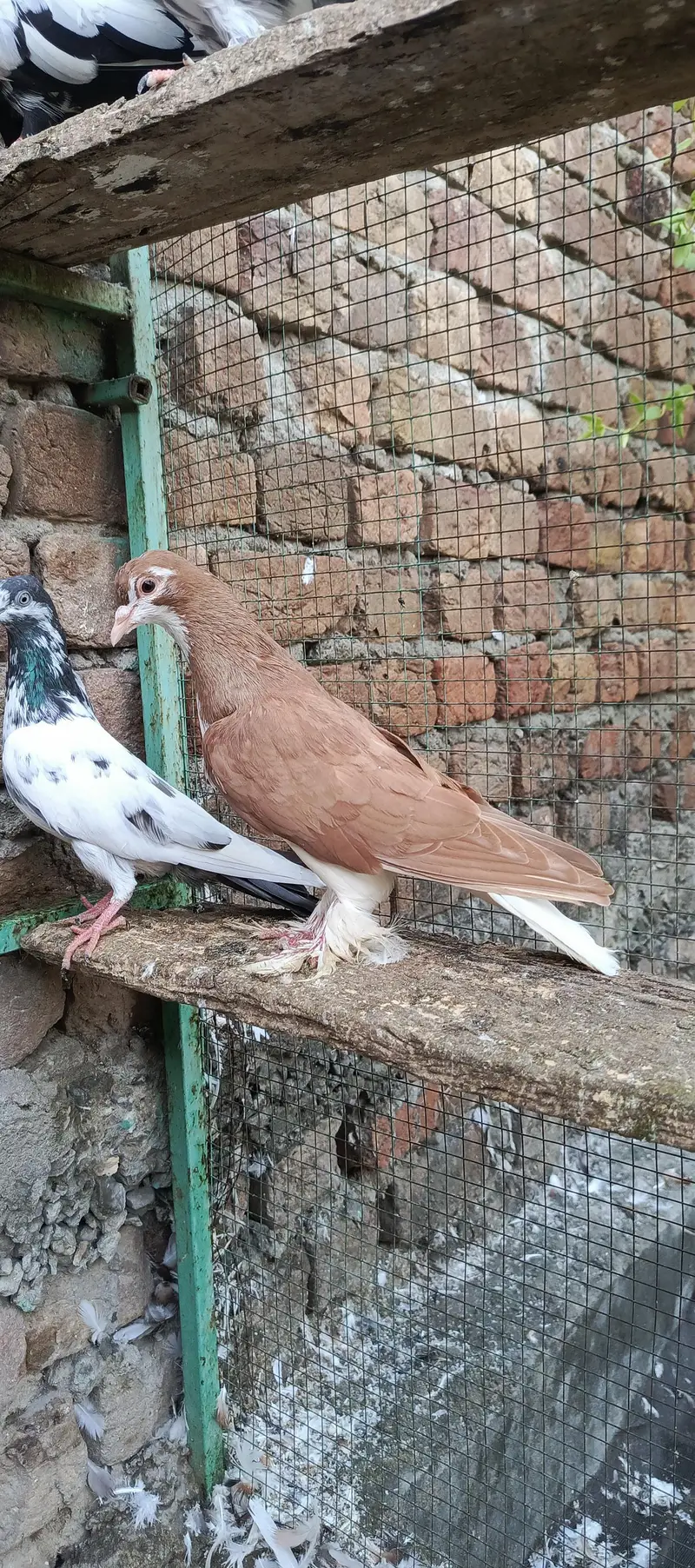 fancy pigeon
