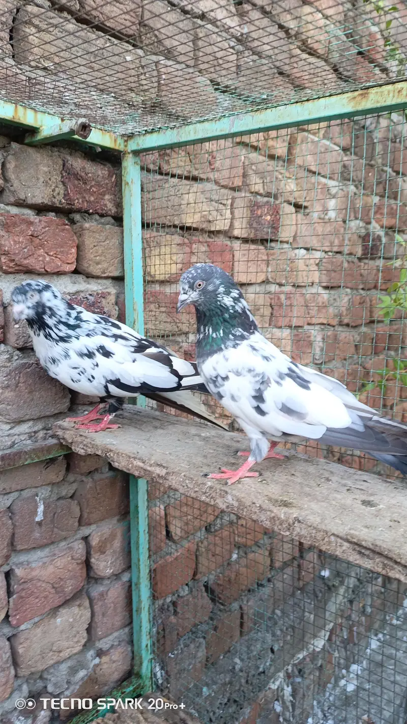 fancy pigeon — photo 2