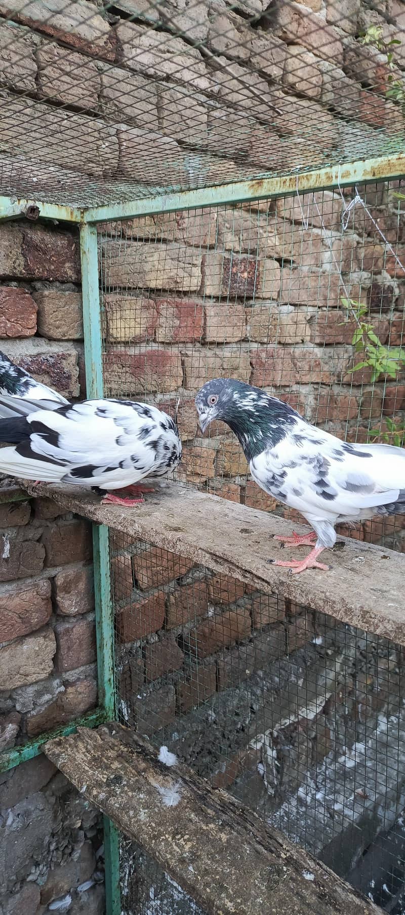 fancy pigeon 2