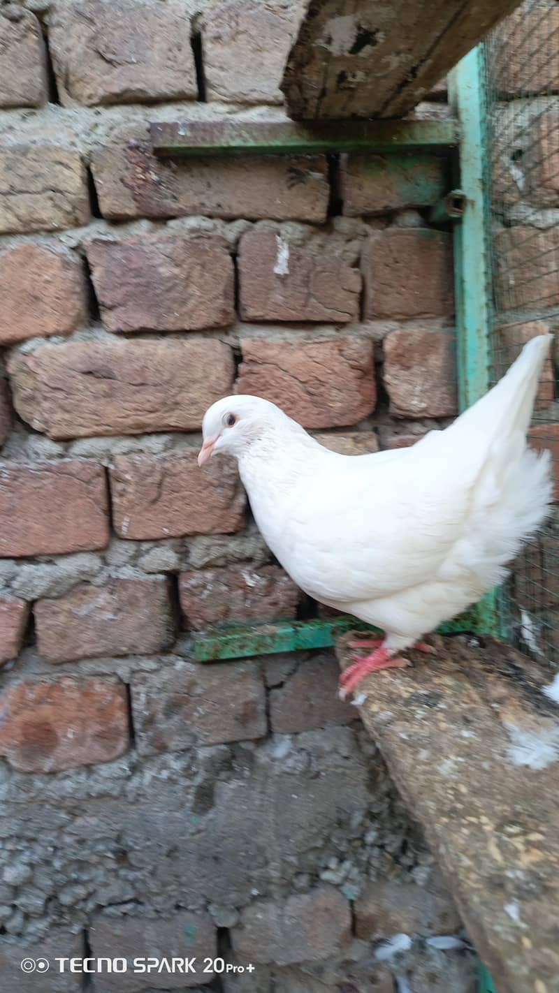 fancy pigeon 3