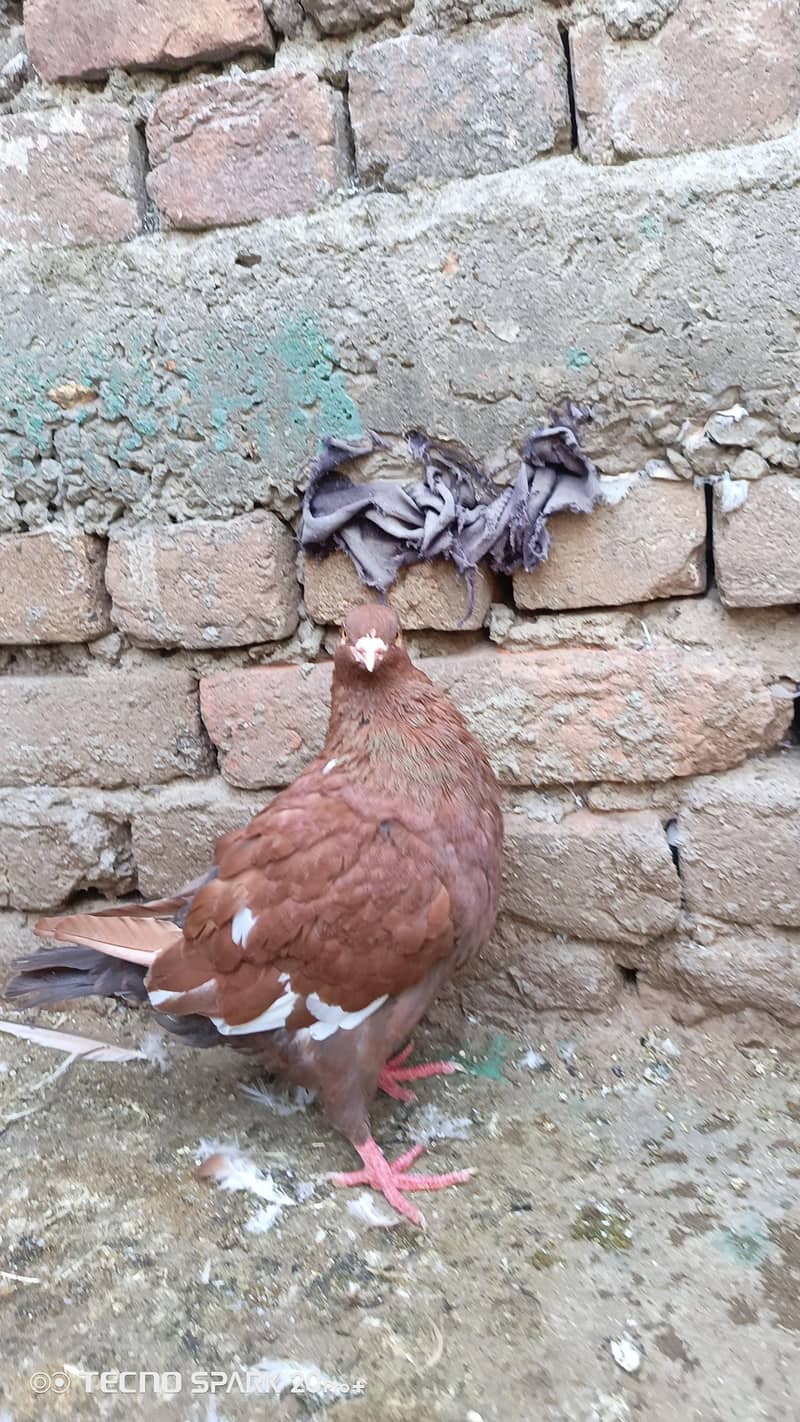 fancy pigeon 4