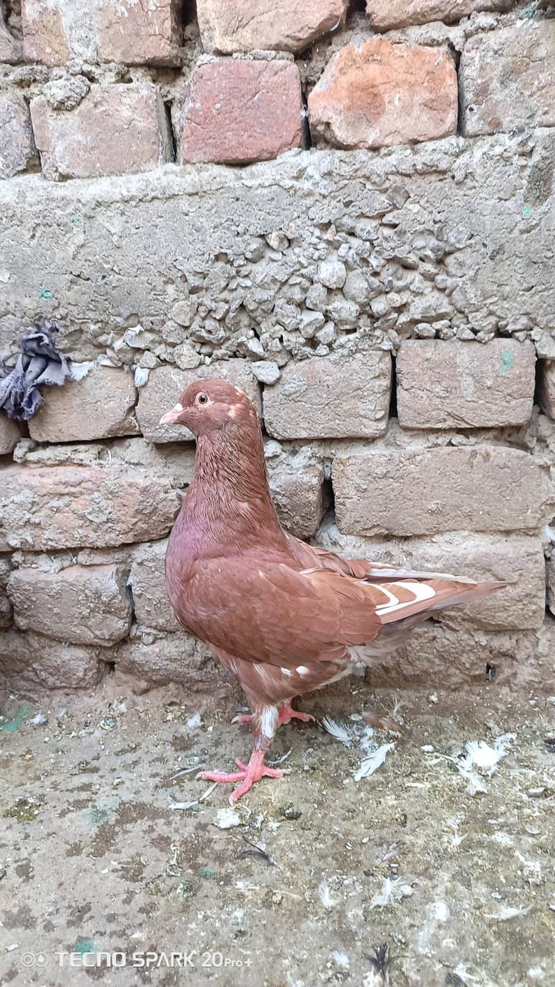 fancy pigeon 5