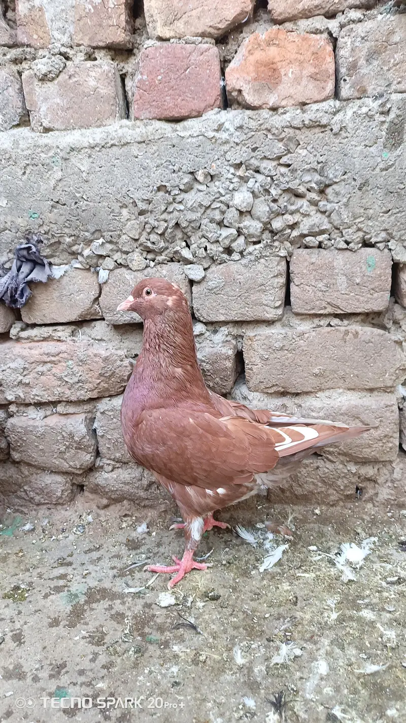 fancy pigeon — photo 6