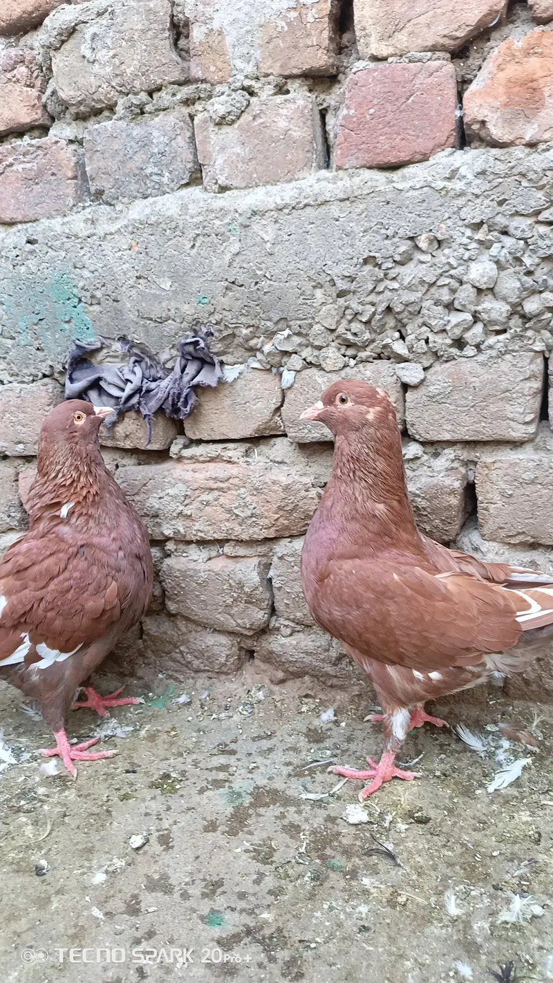 fancy pigeon — photo 7